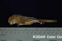 藏品(黃羽鸚嘴)的圖片